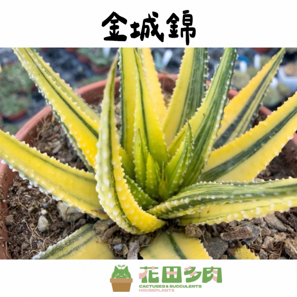錦斑多肉植物- 優惠推薦- 2026年6月| 蝦皮購物台灣