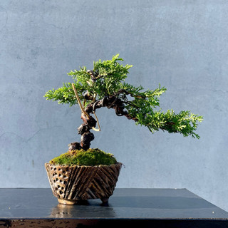 松柏- 優惠推薦- 2026年7月| 蝦皮購物台灣
