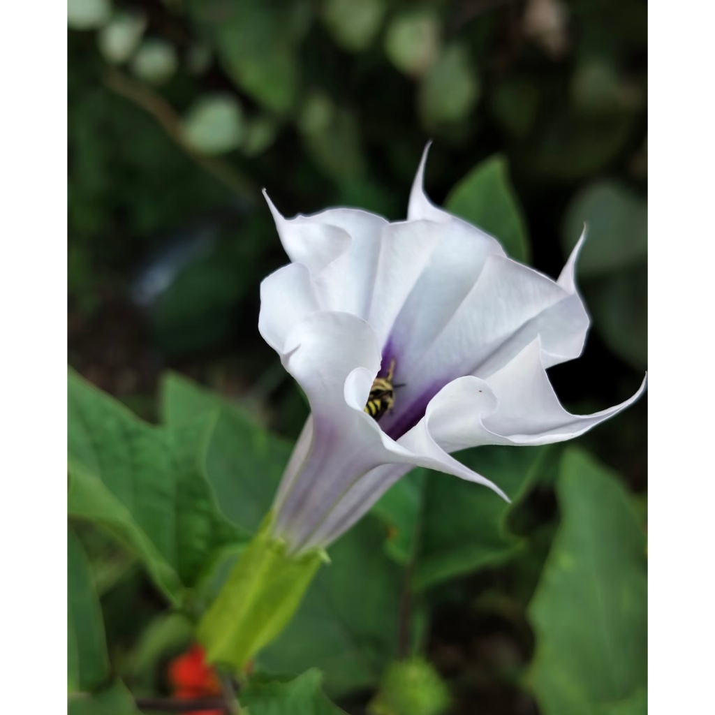【中古】 花曼陀羅 花曼陀羅中國風色彩-插圖素材[107766324] - PIXTA圖庫