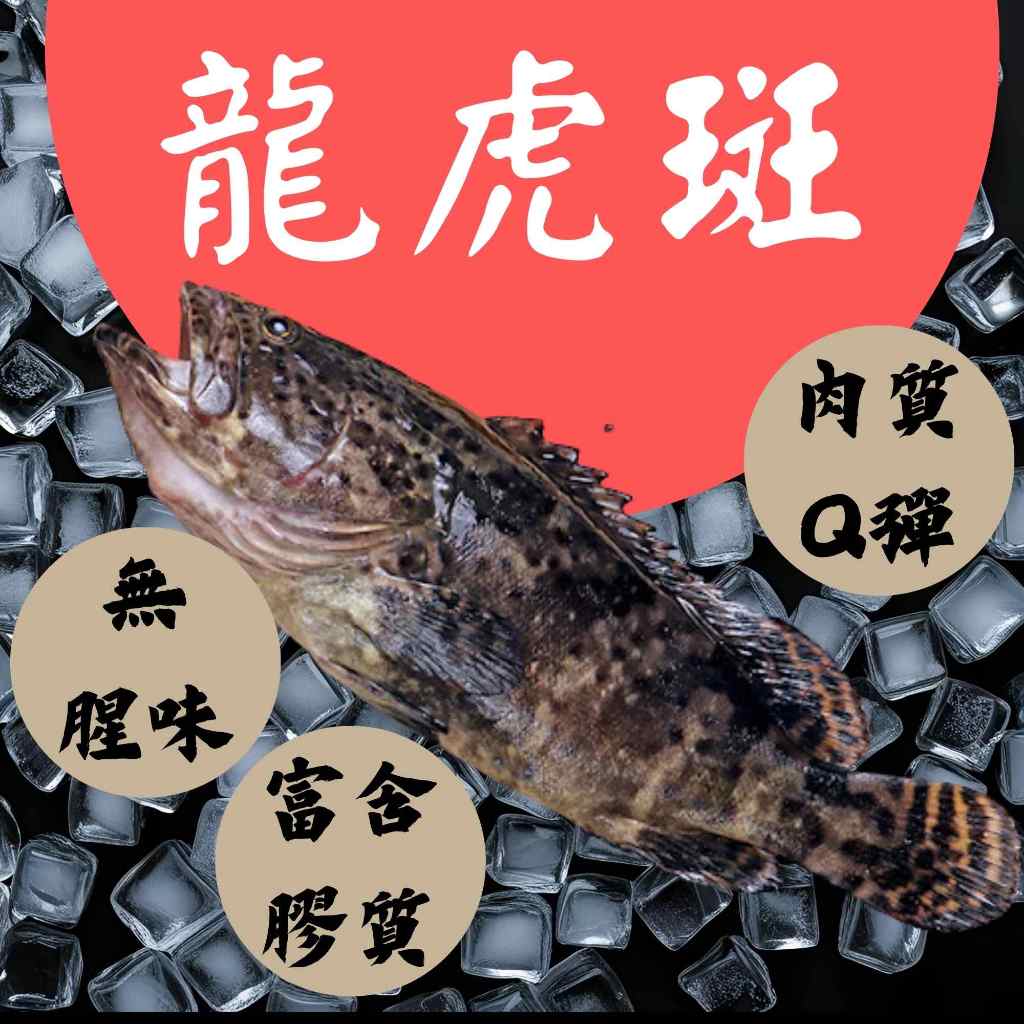 799免運】【漁家小妹】龍虎石斑石斑龍虎斑750g 珍珠斑老虎斑石斑魚珍珠