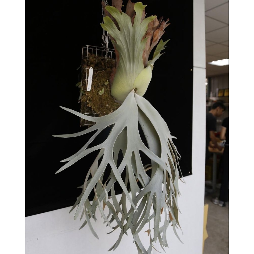 白天鵝P.willinckii white swan 鹿角蕨| 蝦皮購物