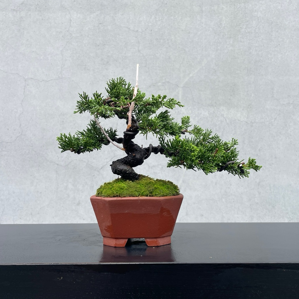 野趣小品盆栽》宮阪系魚川真柏141．日本🇯🇵真柏．扭轉．松柏盆景