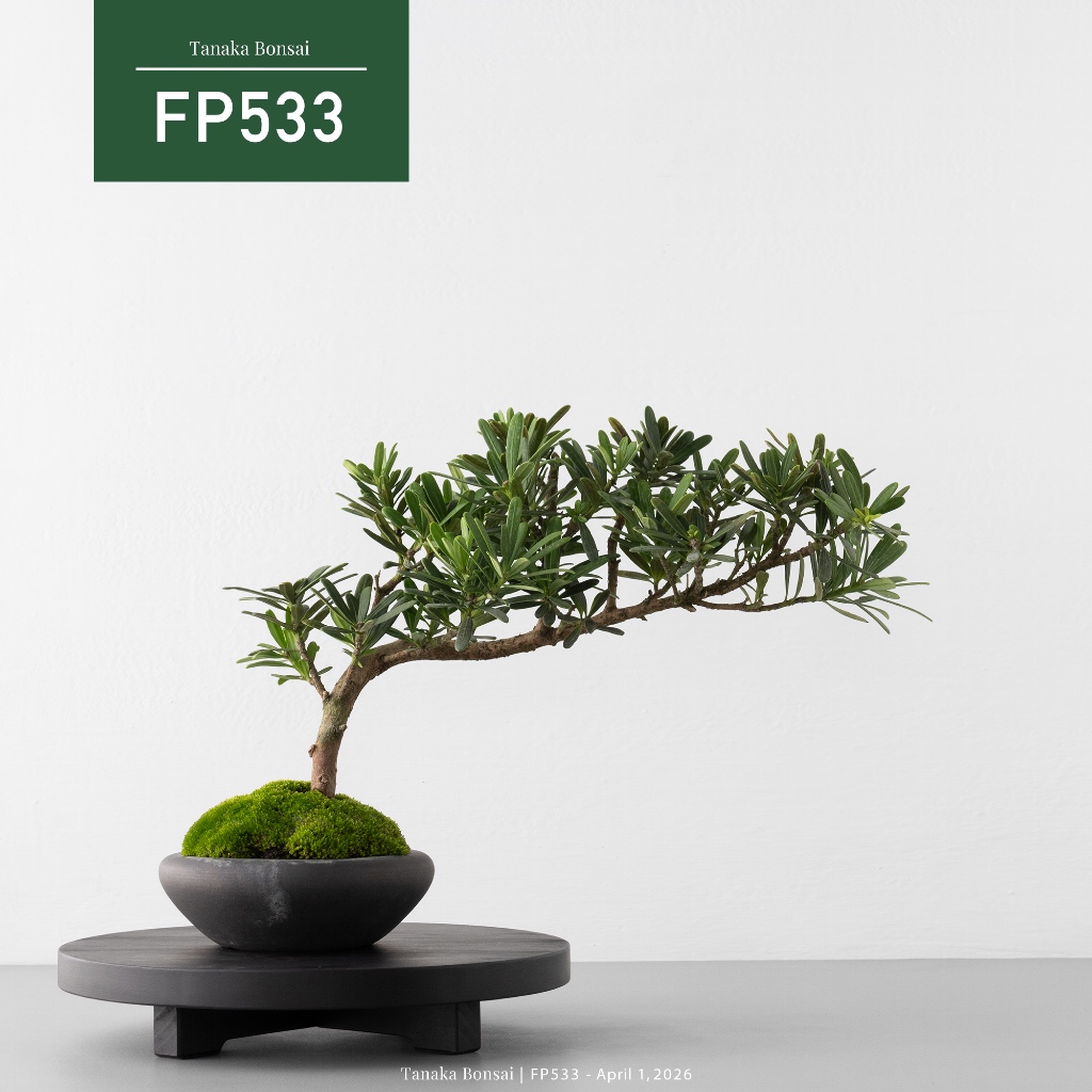Tanaka Bonsai】FP533 晶鑽羅漢松盆景（不含木製展示架）｜松柏盆栽