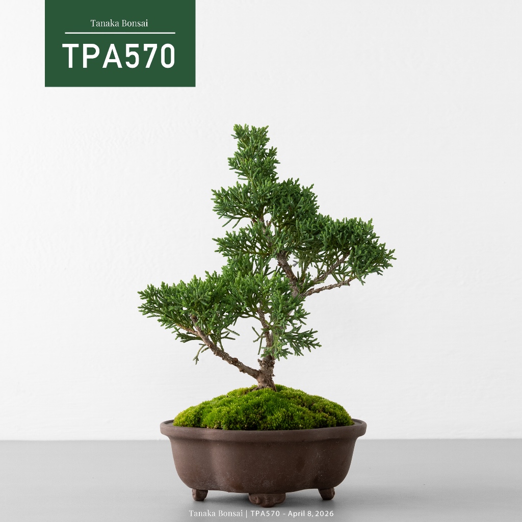 Tanaka Bonsai】TPA570 紀州真柏/鐵柏盆景｜松柏盆栽| 蝦皮購物