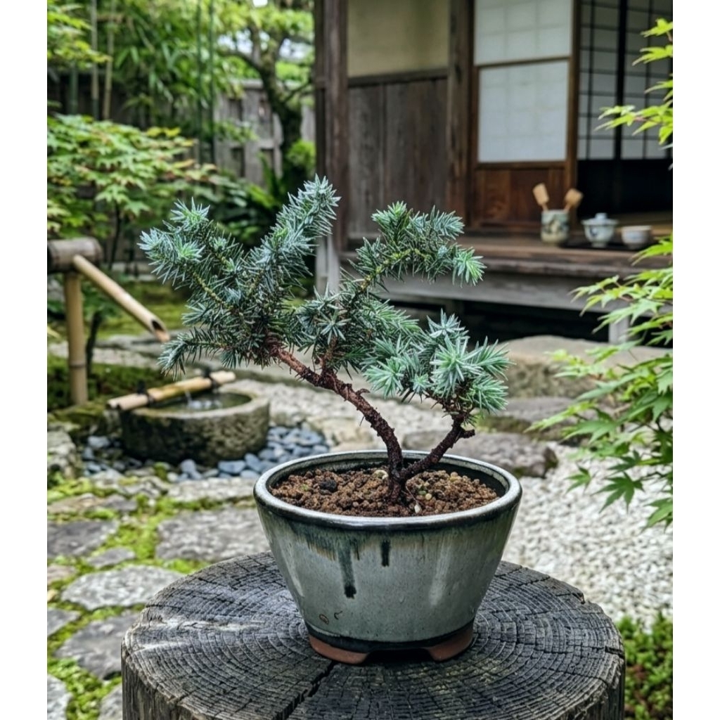 和風藝樹小品】 杜松日本白鵬杜松八房杜松銀杜松ジュニパー🌿植悟誌
