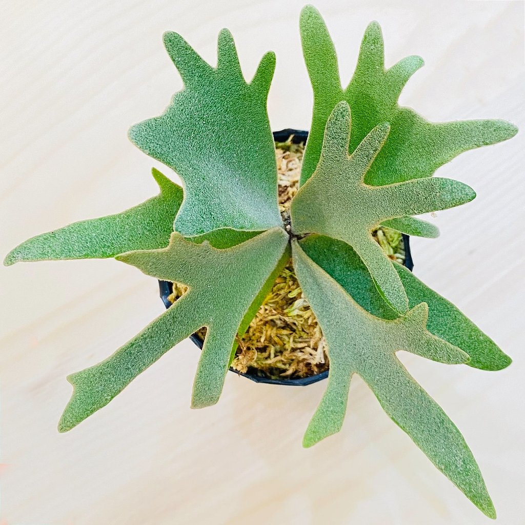 Nano孢子苗-P. Willinckii 'Nano' sporeling鹿角蕨侏儒爪哇上板植物