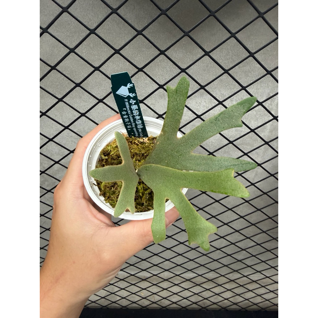 金童孢子苗金童鹿角蕨稀有侏儒Golden boy （精選多分岔） | 蝦皮購物