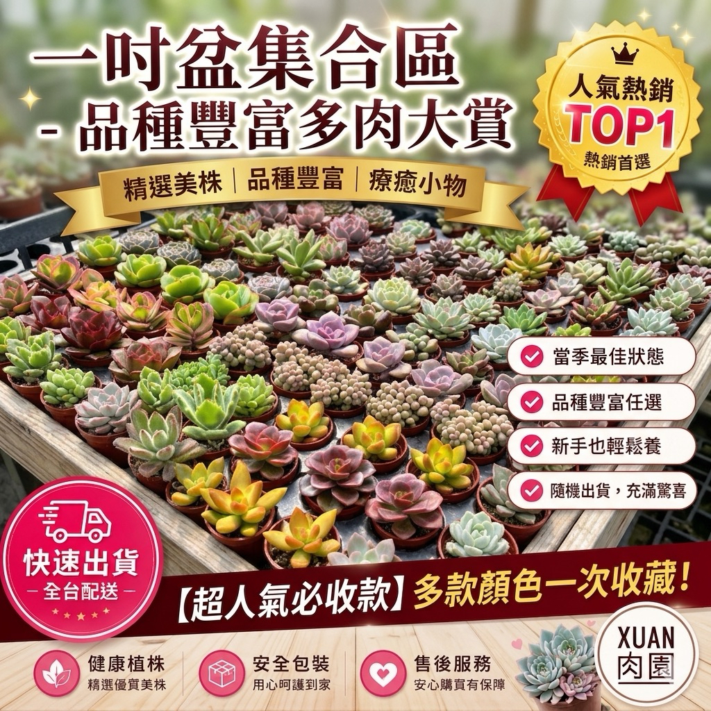 一吋盆多肉植物【一吋盆有量區】 超Q豆盆小多肉（非種子）可自選品種