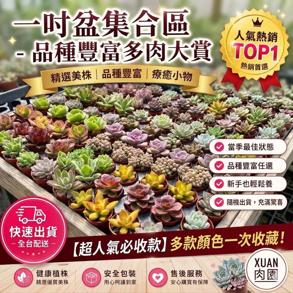 Xuan肉園一吋盆多肉植物，可自選品種的小盆多肉盆栽