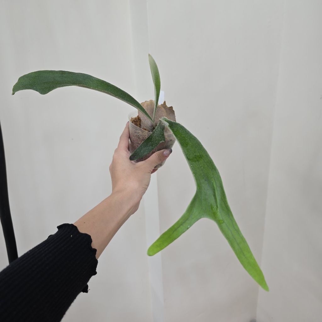 P. veitchii wild (vp#17) 【vandaka】野銀vp17 鹿角蕨日本進口//河馬