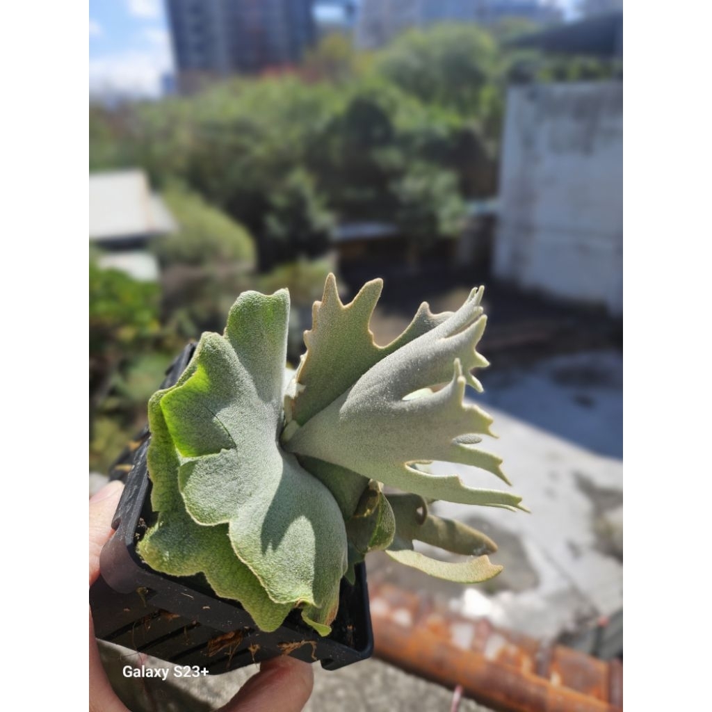P.willinckii 'Antler crown' 鹿角皇冠| 蝦皮購物