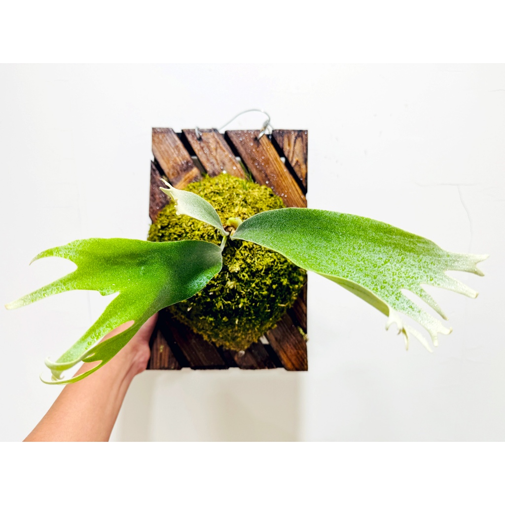 希少 Platycerium 'SS Foong 千手観音 千手觀音鹿角蕨（Platycerium 'SS Foong'）椰子樹觀賞園藝綠植蕨| 蝦皮購物
