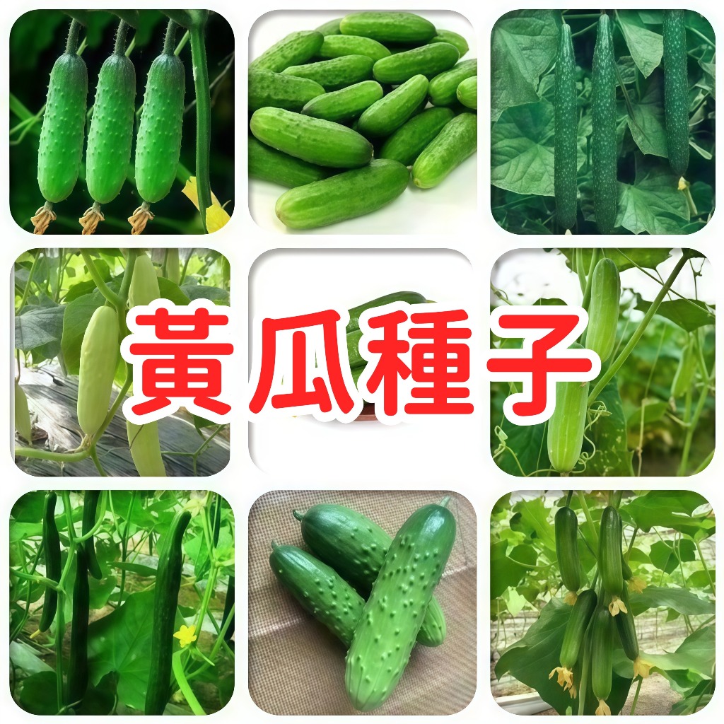 【黃瓜種子】台灣小黃瓜 花胡瓜 刺瓜種子 當季新鮮 高發芽率 家庭菜園 陽台盆栽 爬藤蔬菜 易栽種 清脆多汁 鮮食醃 | 蝦皮購物