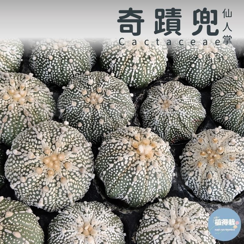 奇蹟兜｜優惠推薦- 蝦皮購物- 2026年7月