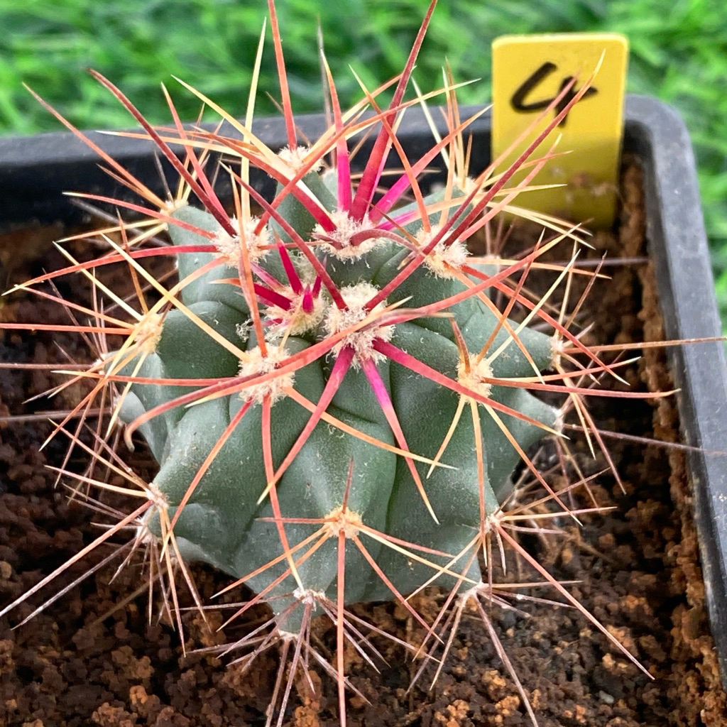 🌵高橋玉🌵實生神仙玉｜仙人掌多肉植物強刺球刈穗玉療癒植物成株刺超美