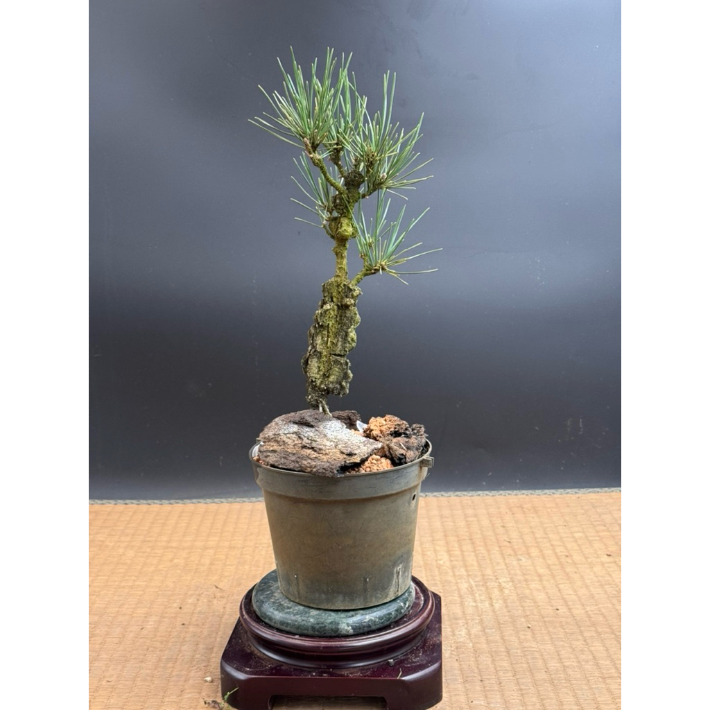 日本進口品種盆栽素材- 夢錦松| 蝦皮購物