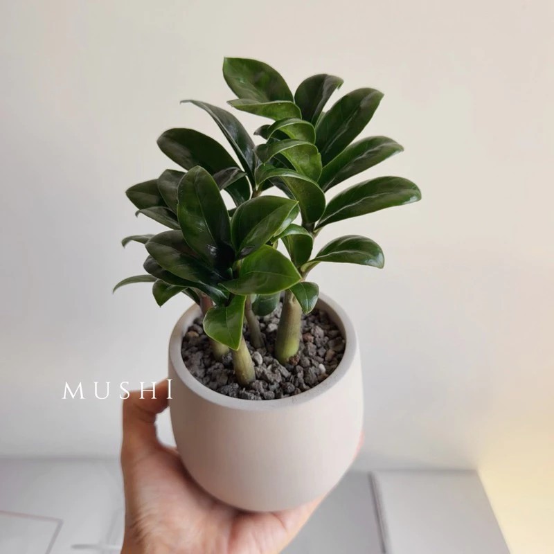 Mushi [金璽金錢樹] zz plant/專利品種/發財樹/招財樹/美鐵芋/風水植物