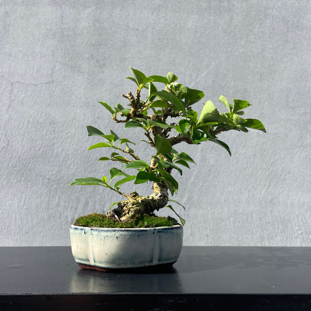 野趣小品盆栽》九重葛05·盆景盆栽| 蝦皮購物