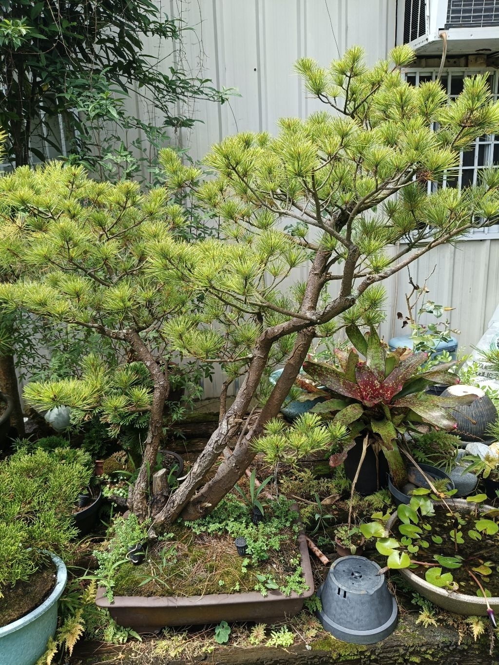 五葉松/多幹型/每顆價格不一樣、請訊息詢問| 蝦皮購物