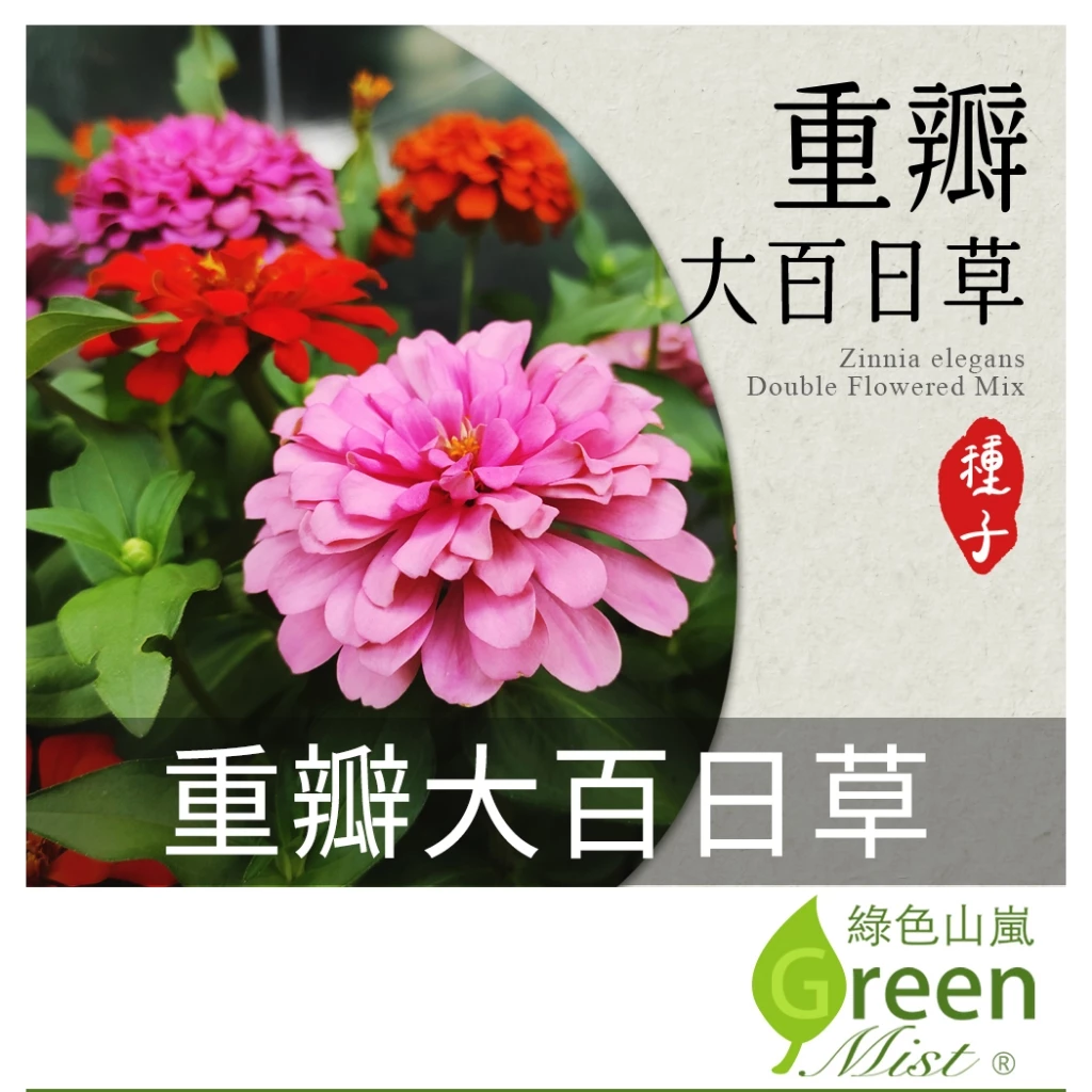綠色山嵐重瓣大百日草混色花卉種子約200粒