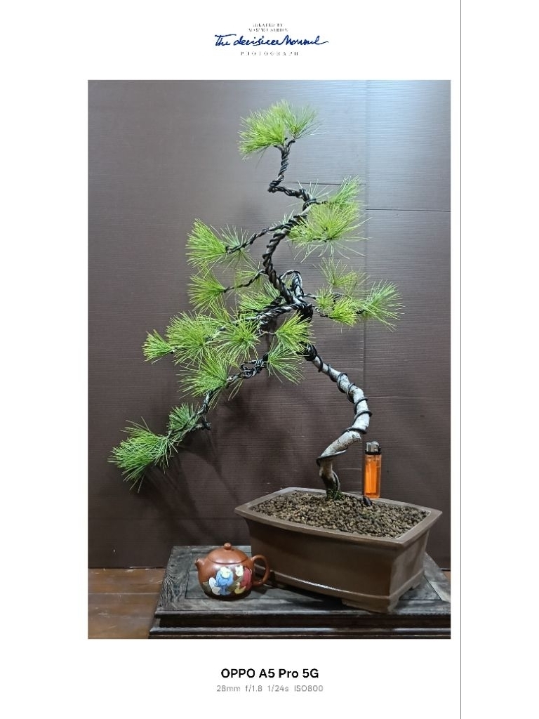 965R-五葉松~10幾年樹齡超扭轉風飄迎賓樹型（早期中國宜興紫砂盆）極品