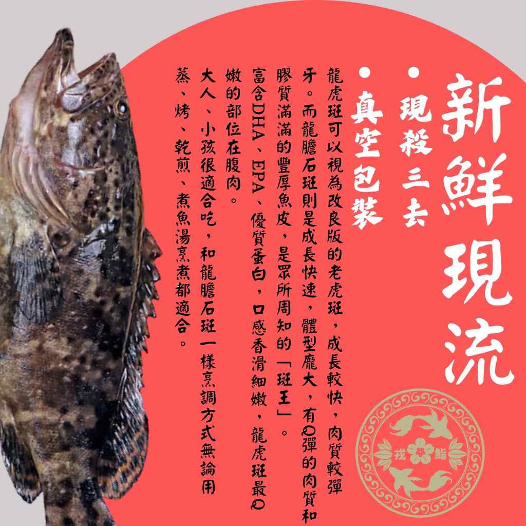 799免運】【漁家小妹】龍虎石斑石斑龍虎斑750g 珍珠斑老虎斑石斑魚珍珠