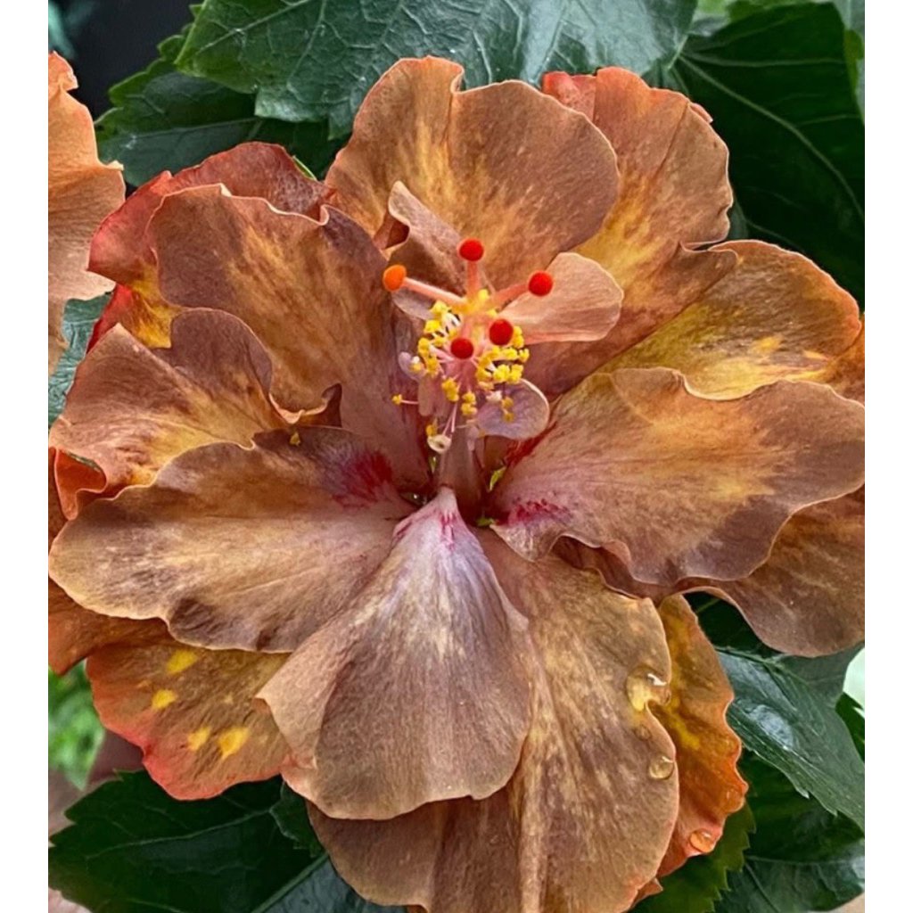 扶桑/枝條/手心的薔薇/水沙漣夜空/青花瓷/秋紅谷/扶桑/ | 蝦皮購物