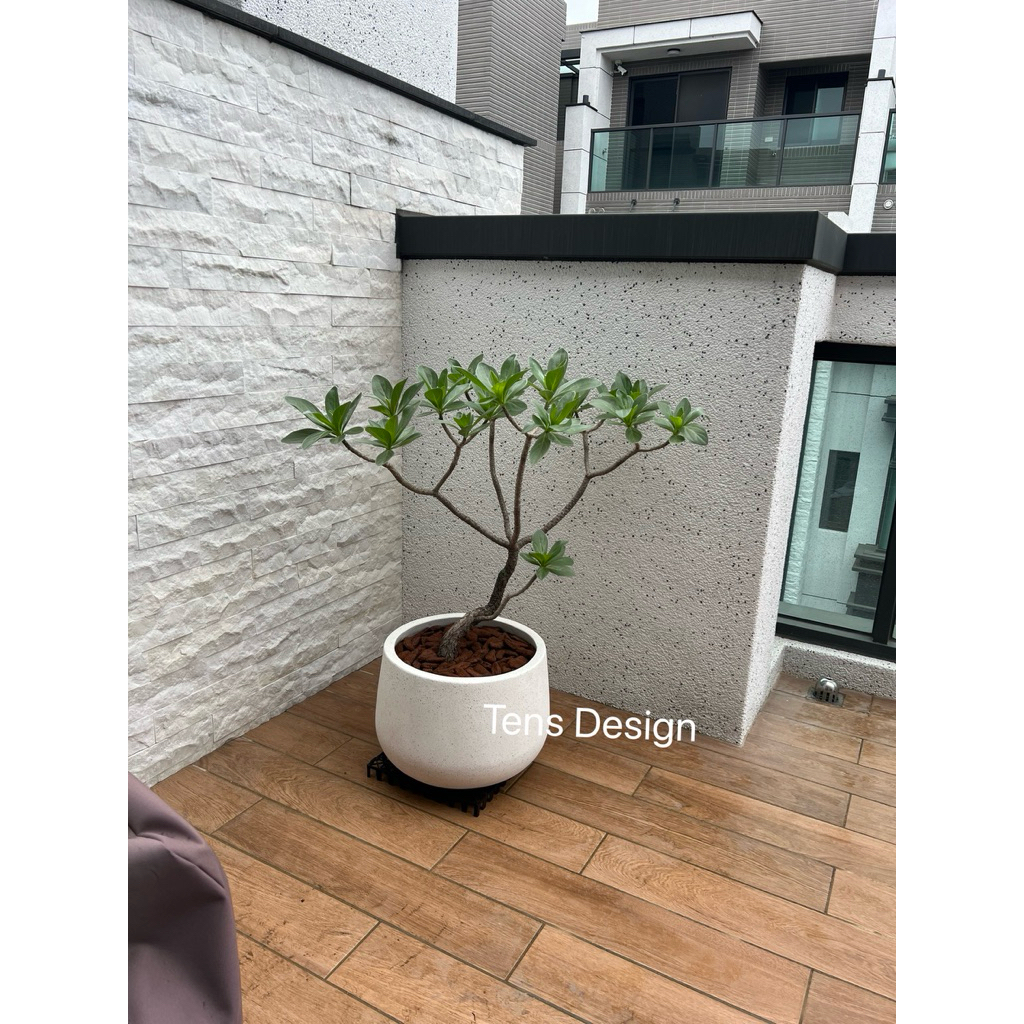 Tens Design｜白水木｜水磨石｜陽台盆栽｜室外全日照植物｜開幕送禮