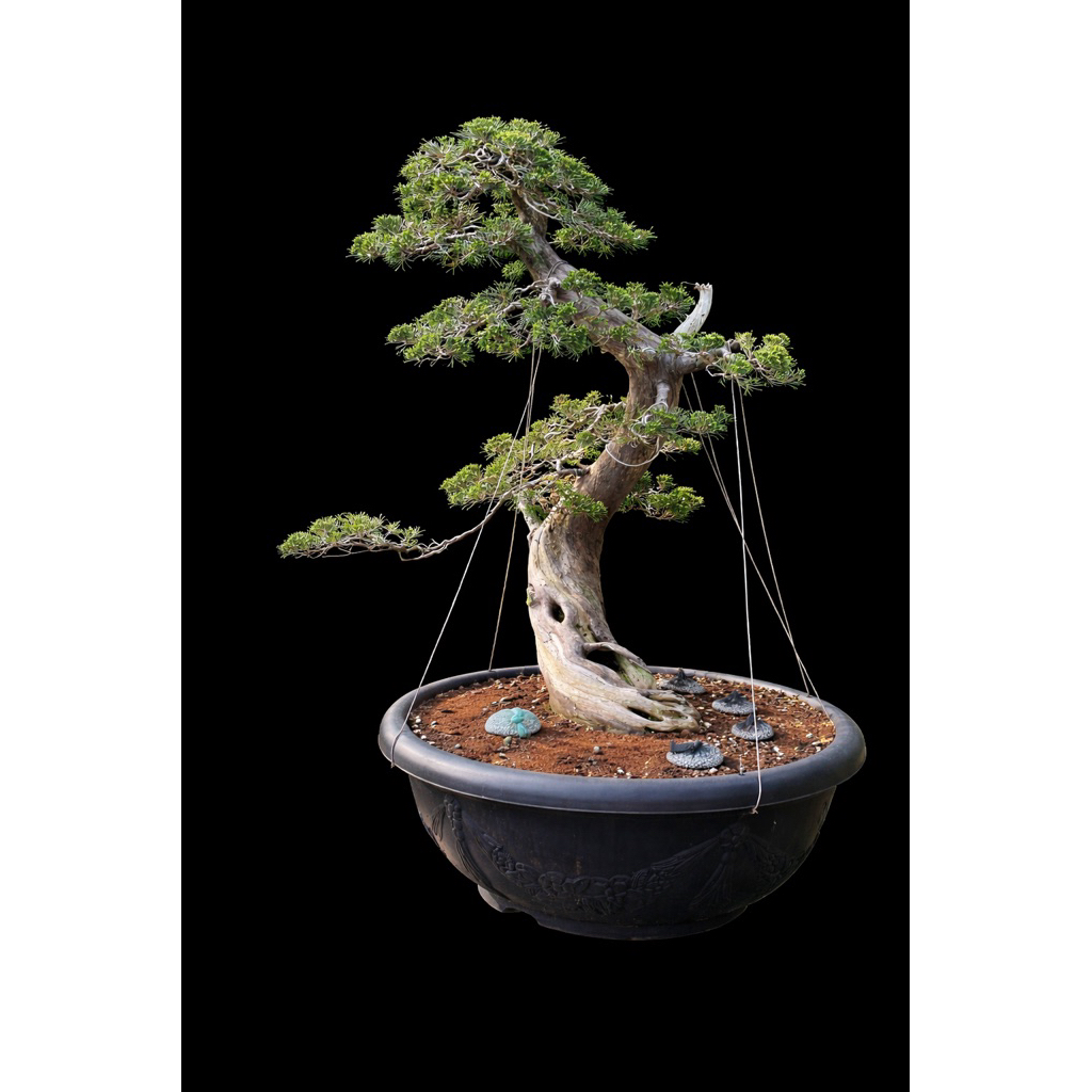 盆栽・苔玉 大品真柏盆栽 9-1