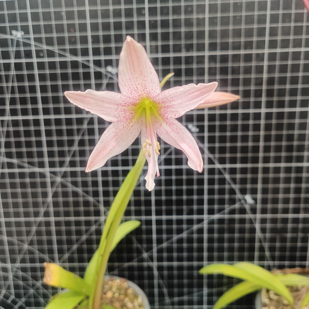 (Hippeastrum idimae|