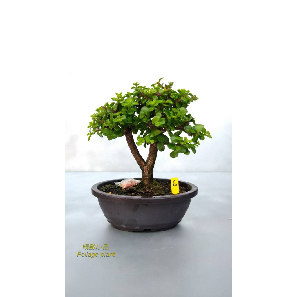 精緻小品盆栽銀杏木觀葉植物多肉植物造型盆栽6吋腰子盆（⚠️ 一筆訂單