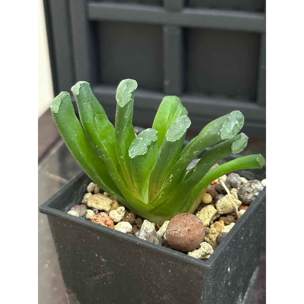 i71 玉扇交種熊多肉植物7.2 | 蝦皮購物