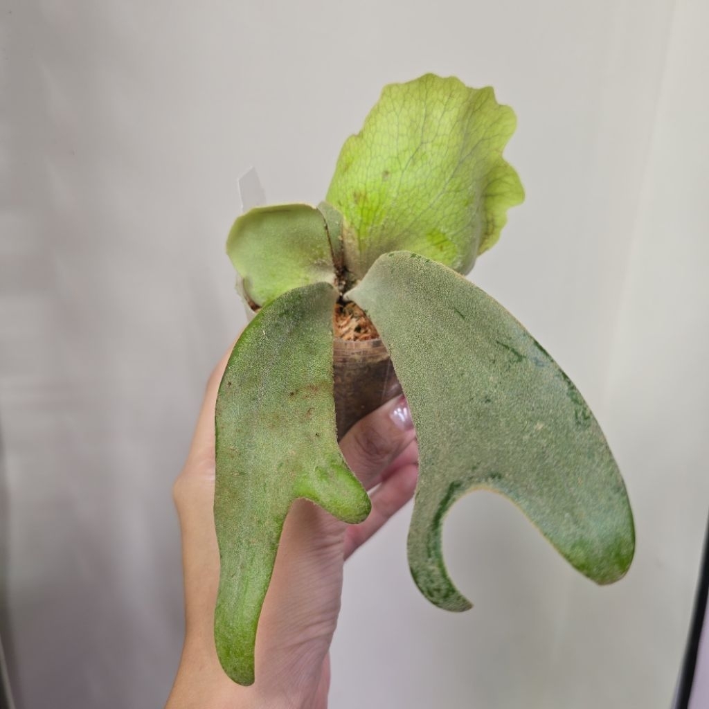 P. willinckii cv. White Swan 白天鵝白爪哇鹿角蕨//河馬語鹿| 蝦皮購物