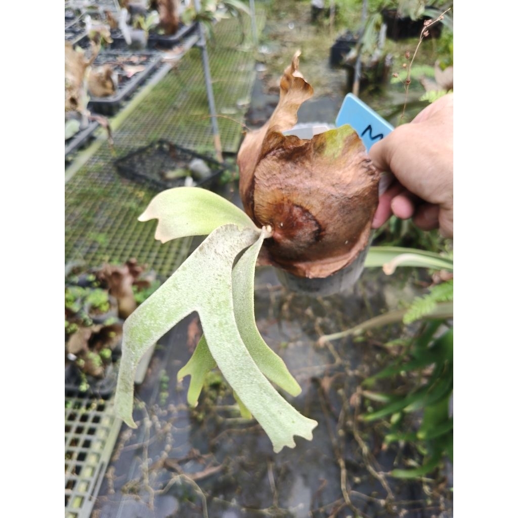 P. willinckii cv. Scofield tatsuta 鹿角蕨| 蝦皮購物