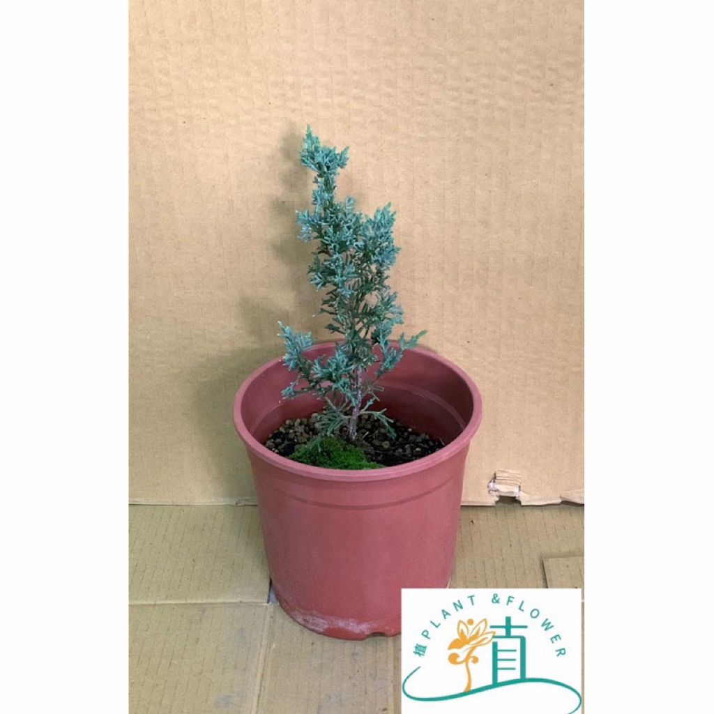 植plant&flower~銀葉系魚川| 蝦皮購物