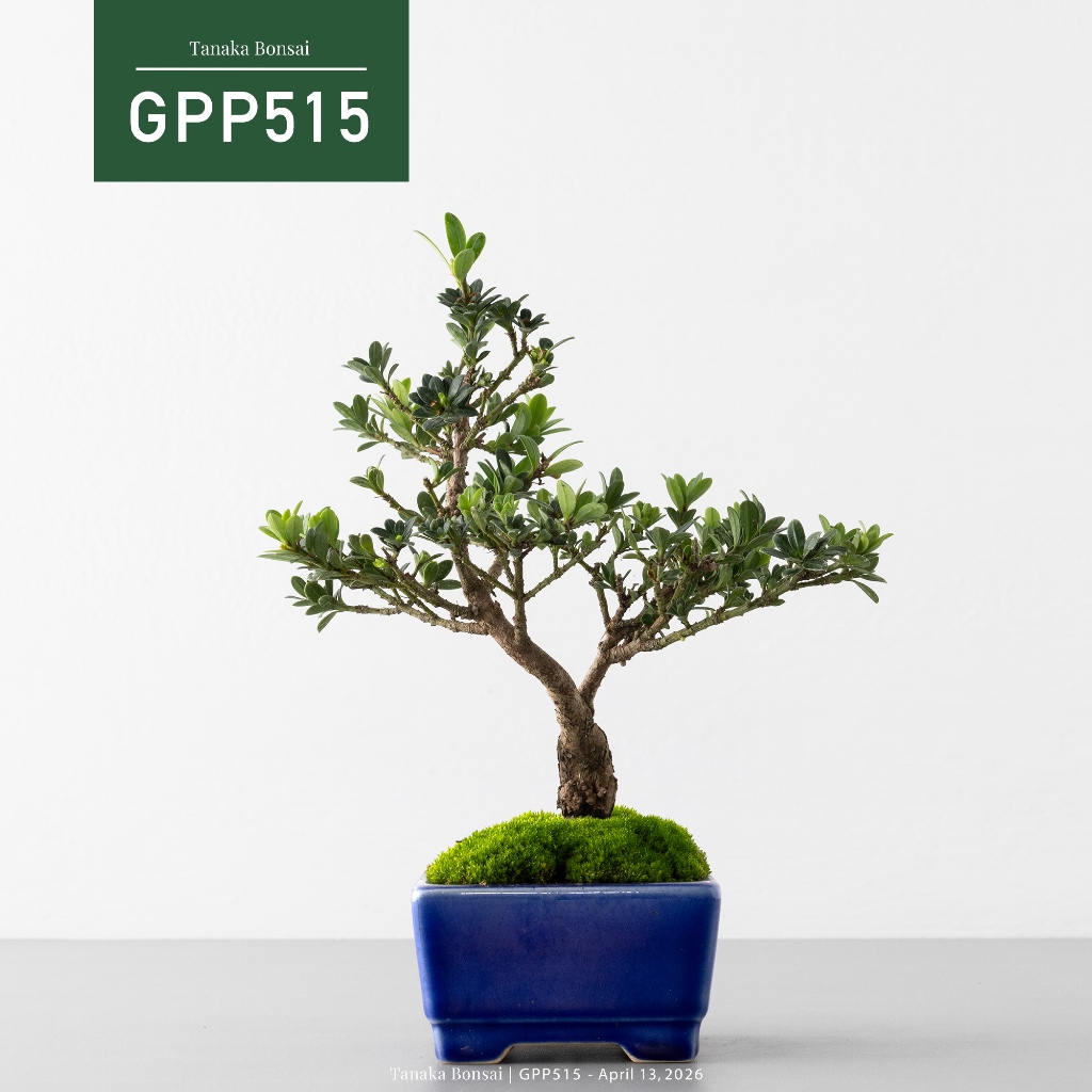 Tanaka Bonsai】GPP515 綠鑽羅漢松盆景｜松柏盆栽| 蝦皮購物