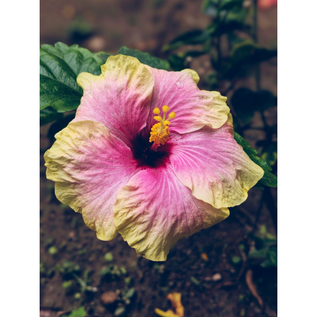 ❤️ 花顔皺葉仙墨 ❤️ 扶桑/枝條/手心的薔薇/水沙漣夜空/青花瓷/秋紅谷/扶桑/ | 蝦皮購物