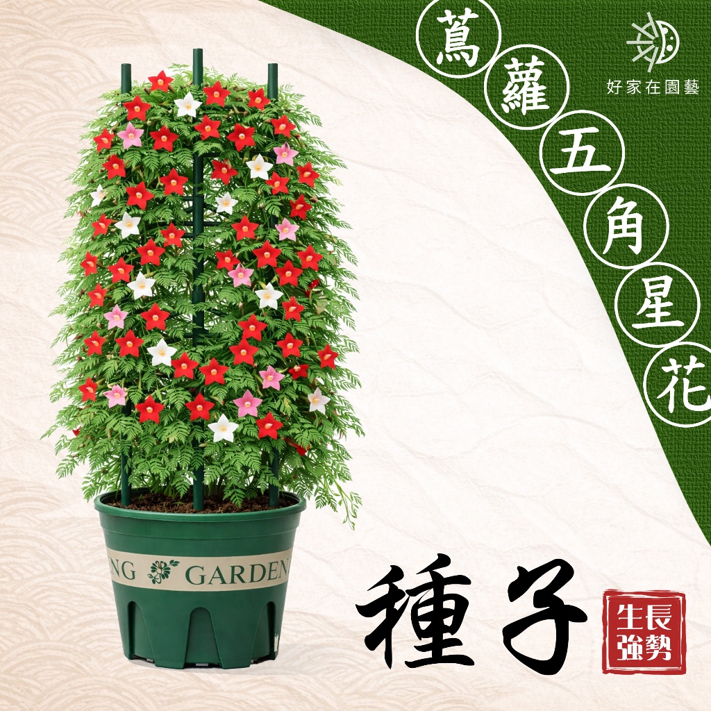 五角星花種子🔥約60粒🔥蔦蘿種子五星花繁星花花卉種子攀爬花卉紅花藤本