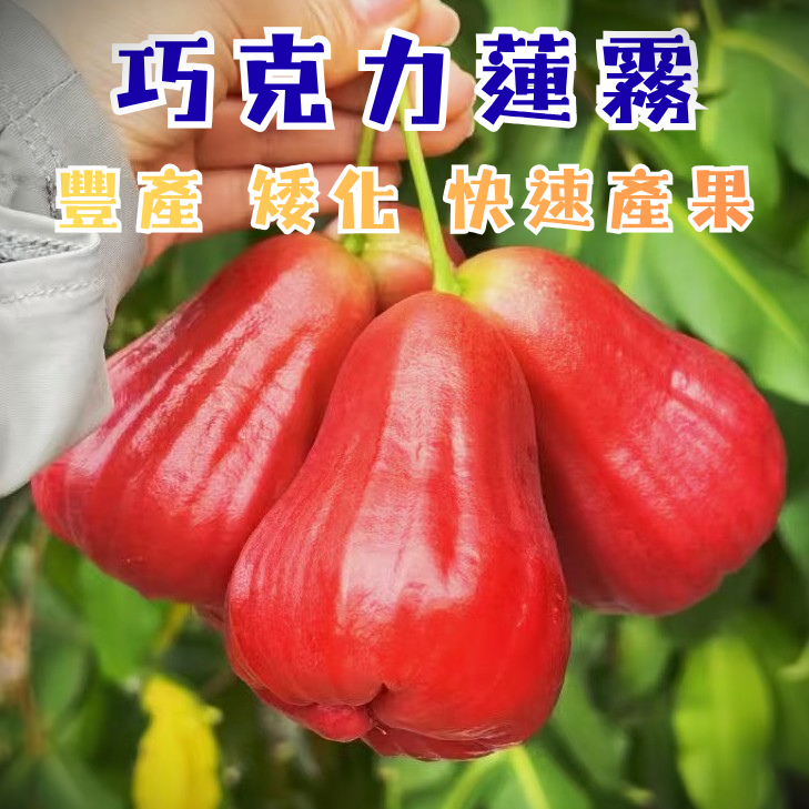 黑金剛蓮霧】快速產果新手必種超高產量阡插苗陽台果園水果苗果樹苗蓮霧