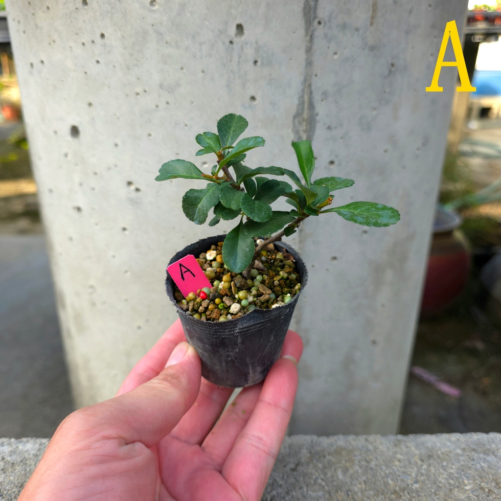 日本長壽梅(紅花)(白花)小品盆栽素材2吋黑軟盆| 蝦皮購物