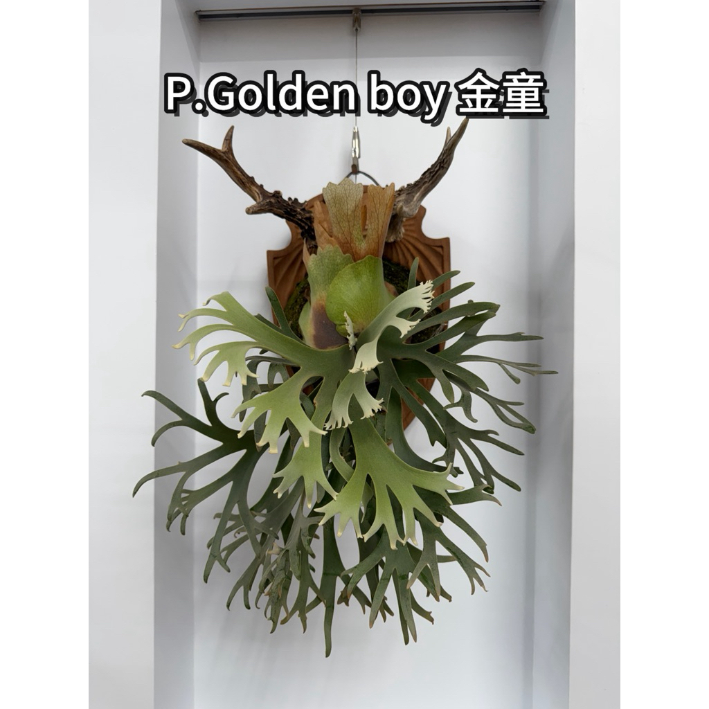 金童孢子苗金童鹿角蕨稀有侏儒Golden boy （精選多分岔） | 蝦皮購物