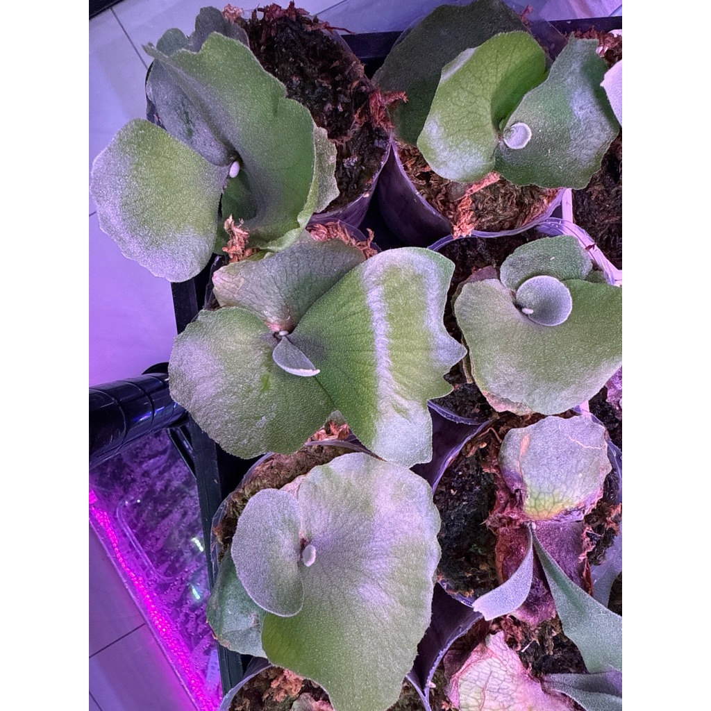 鹿角蕨| P.willinckii cv Sailor Mars｜水手火星| 蝦皮購物