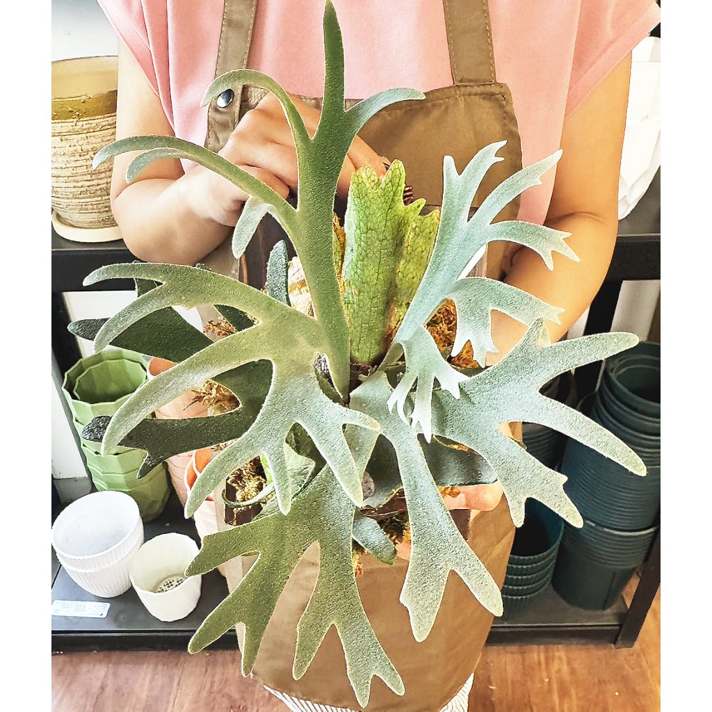 Nano孢子苗-P. Willinckii 'Nano' sporeling鹿角蕨侏儒爪哇上板植物