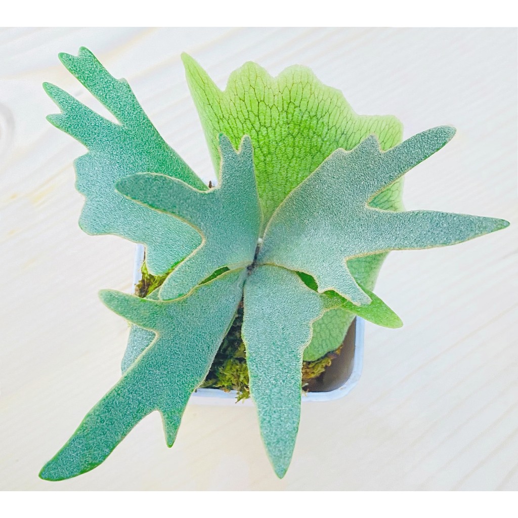 Nano孢子苗-P. Willinckii 'Nano' sporeling鹿角蕨侏儒爪哇上板植物