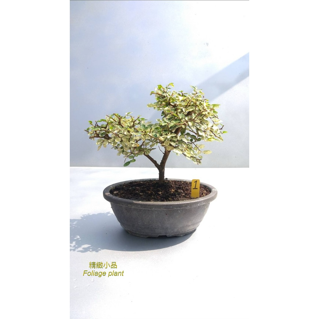精緻小品盆栽斑葉榆樹觀葉植物6吋盆| 蝦皮購物