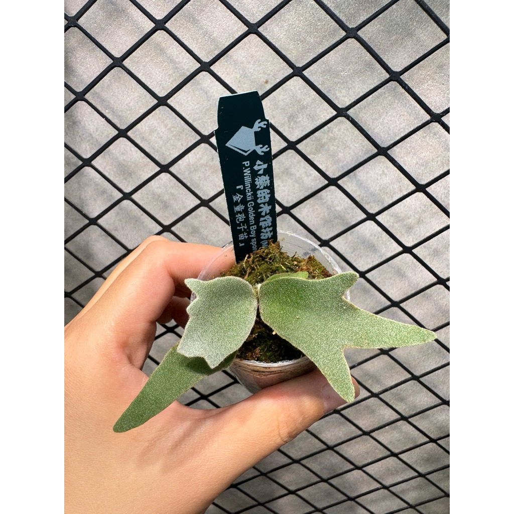 金童孢子苗金童鹿角蕨稀有侏儒Golden boy （精選多分岔） | 蝦皮購物