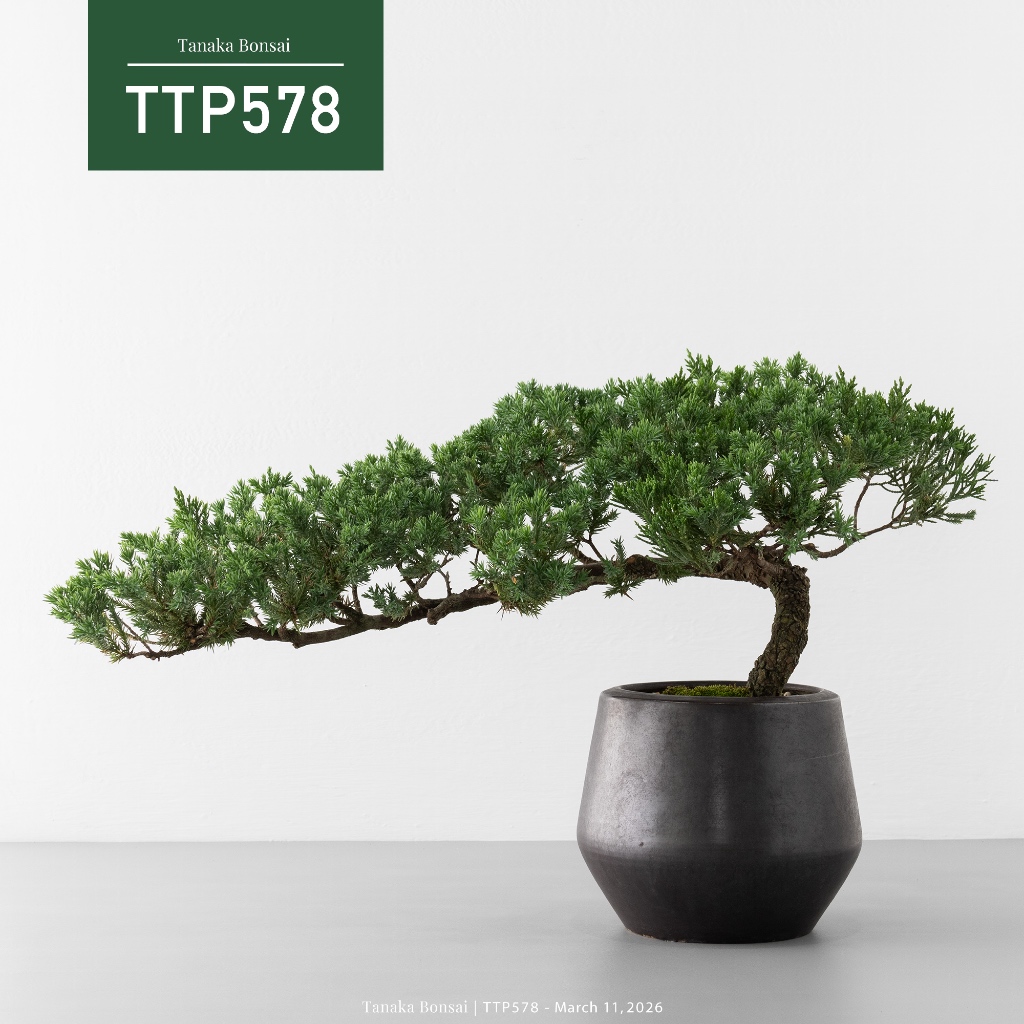 Tanaka Bonsai】TTP578 臺灣真柏盆景｜松柏盆栽| 蝦皮購物