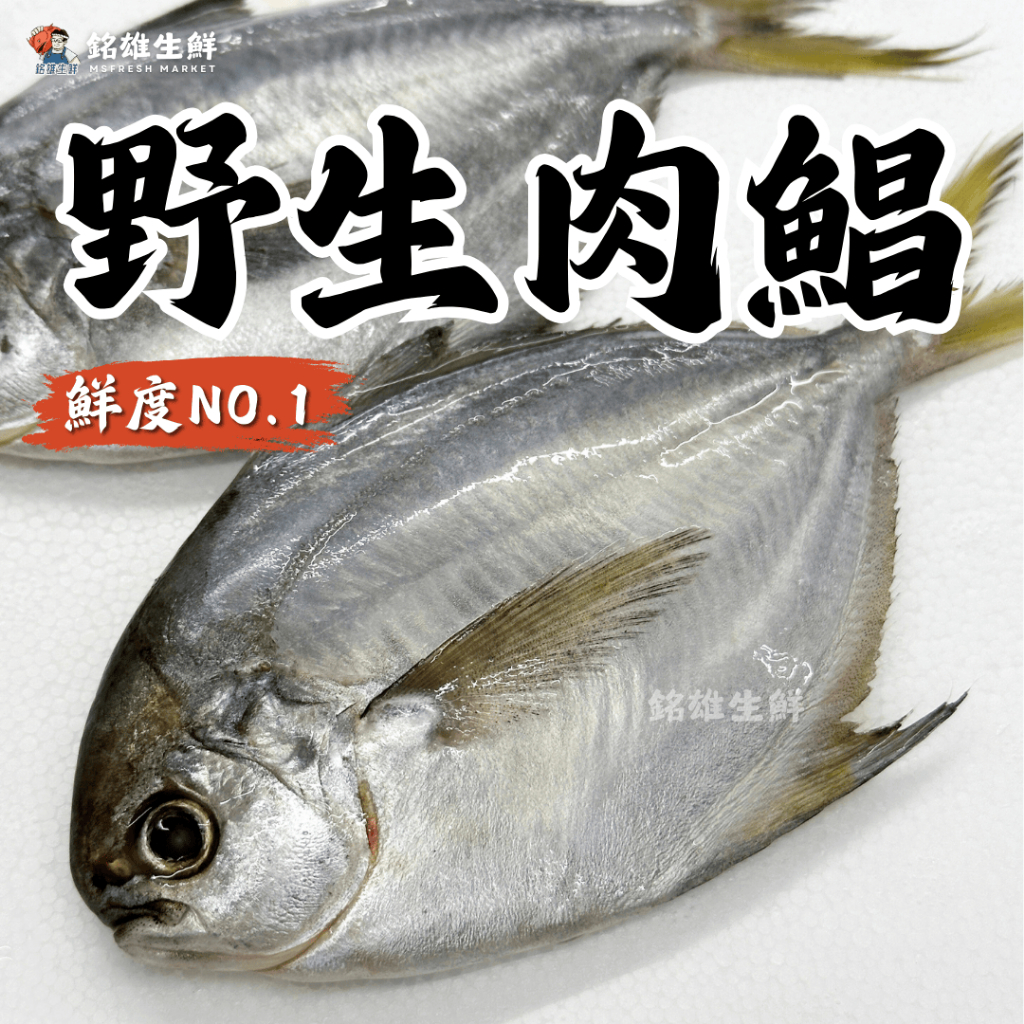 【銘雄生鮮】野生肉鯧 太平洋野生肉鯧 肉質鮮甜 肉鯧魚 鯧魚 肉昌 昌魚 鯧魚太平洋肉鯧 乾煎鯧魚 | 蝦皮購物