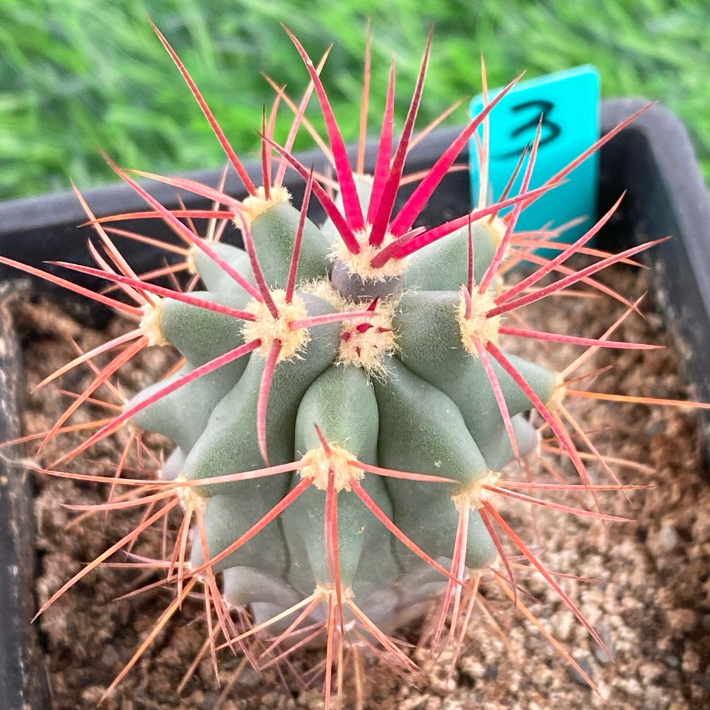 神仙玉 🌵高橋玉🌵實生神仙玉｜仙人掌多肉植物強刺球刈穗玉療癒植物成株刺超美