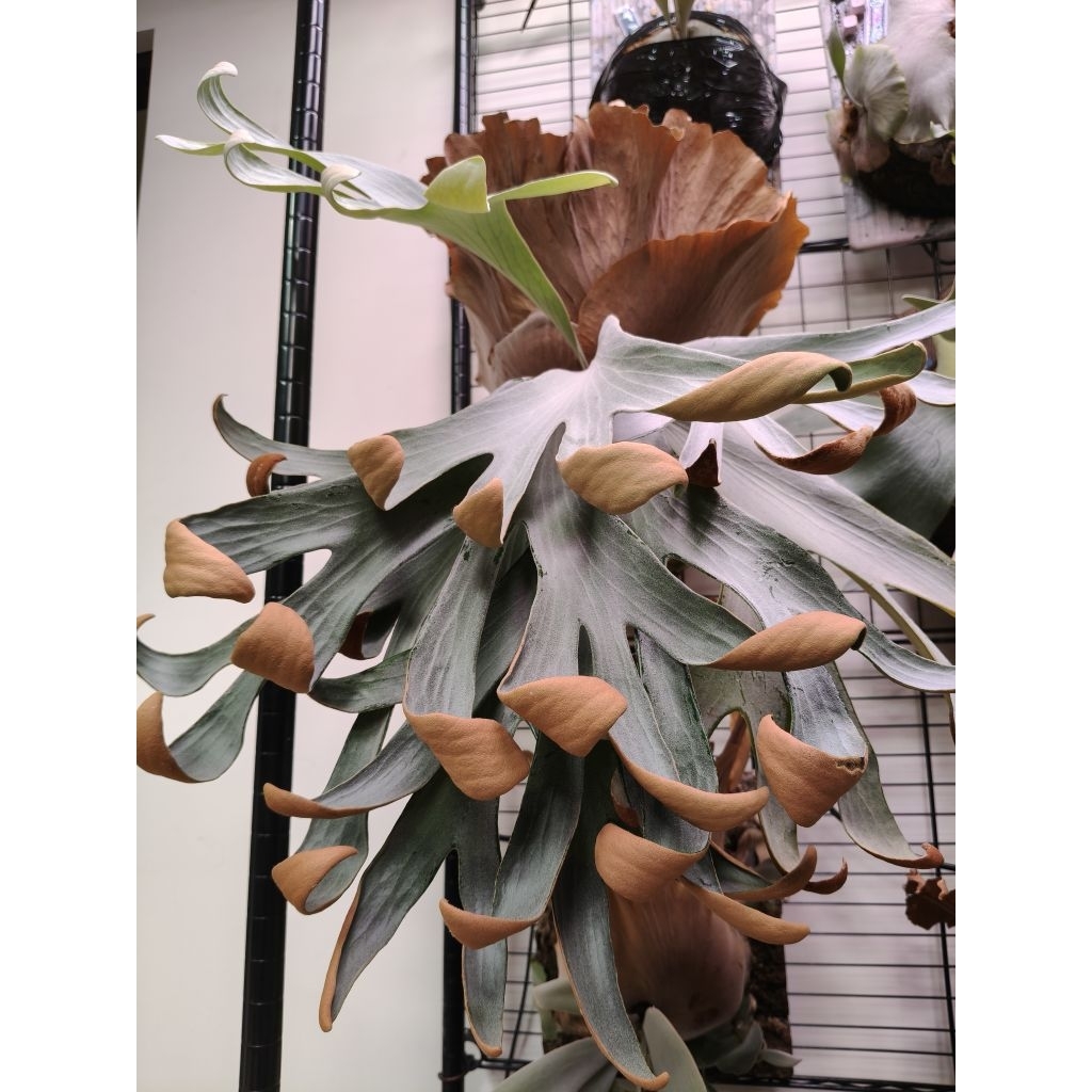 P.Shankha (白法螺) P . Shankha 白法螺 from @vandaka_plants